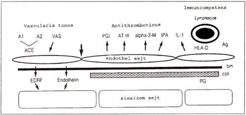 Vascularis integritás és vascularis remodeling