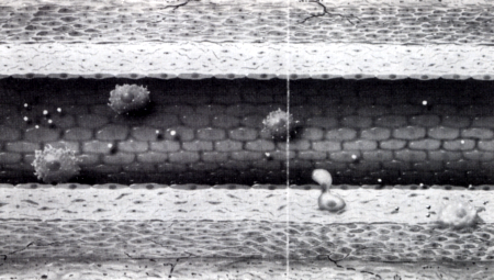 Vascularis integritás és vascularis remodeling