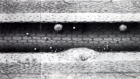 Vascularis integritás és vascularis remodeling
