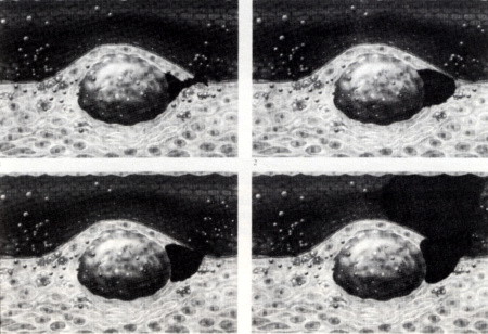 Vascularis integritás és vascularis remodeling