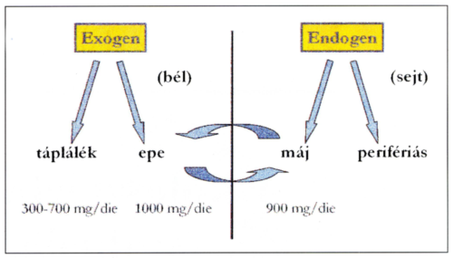 A koleszterin metabolismus dualis gátlása
