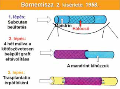Bornemisza kísérleti elrendezése