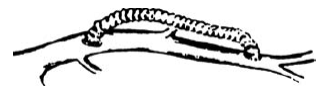 Femoro-poplitealis
