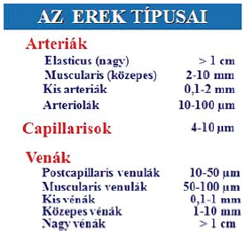 Az erek típusai és méretei