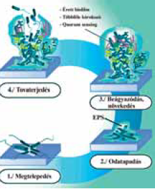 A nem gyógyuló (krónikus) sebek súlyos szövődménye: a biofilm
